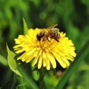 22 Aprilie Ziua Mondială a Pământului